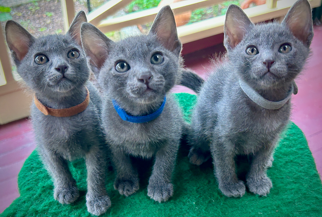 Popee's 1st litter at 7 weeks old